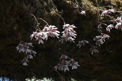 Dendrobium microbulbon